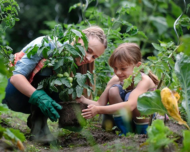 A woman and a child gardening; the woman wearing green gloves pulling a plant out of the soil.