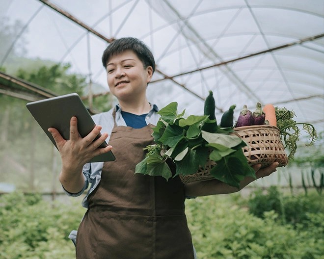A woman in a greenhouse wearing a brown apron, holding a tablet in one hand and a basket of vegetables in the other.