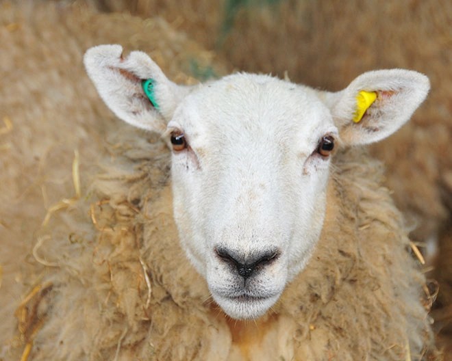 sheep asking if you're going to eat him