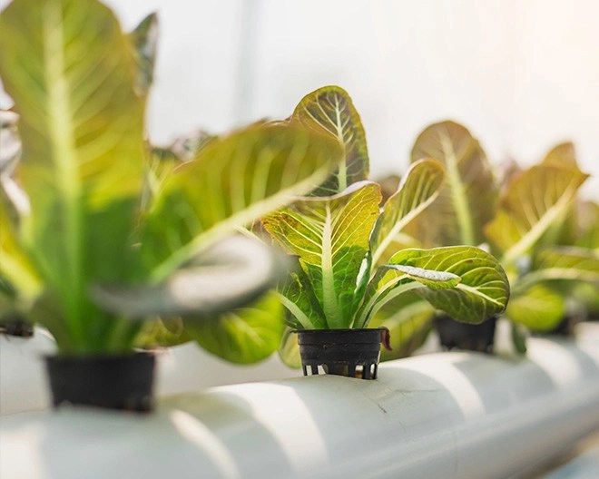 lettuce being grown