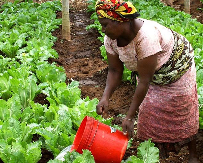 woman working in a field of lettuce