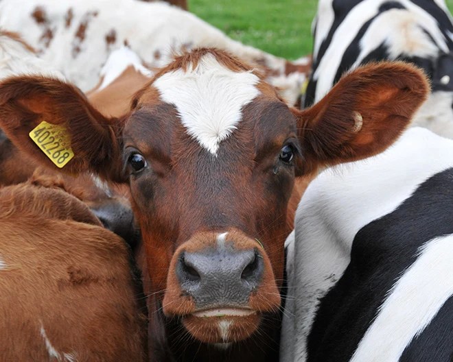 Cow looking into the camera feeling respected