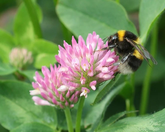 Bee next to a flower