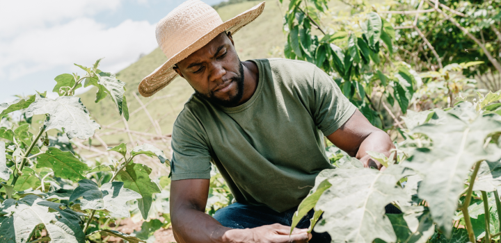 Farmer in field harvesting corn