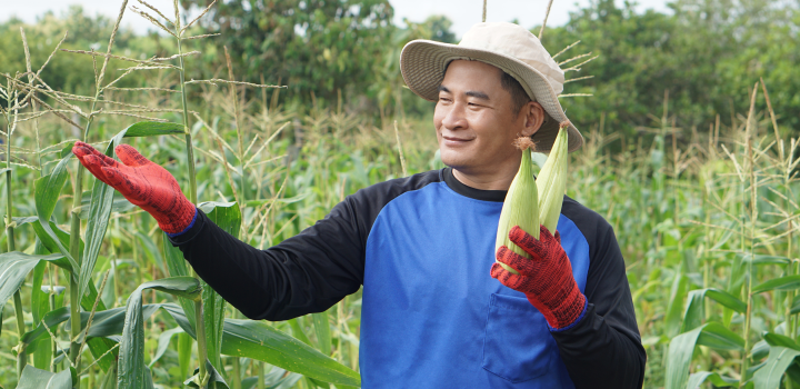 farmer in a cornfield
