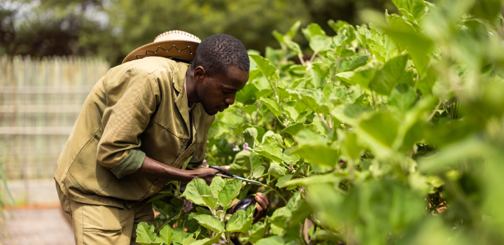 farmer checking crops