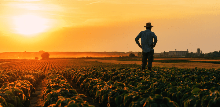 farmer in a lettuce field at sunset