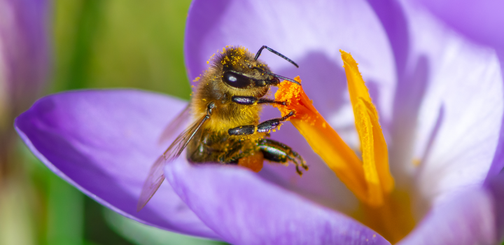 bee on a flower
