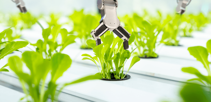 sprouts in a lab