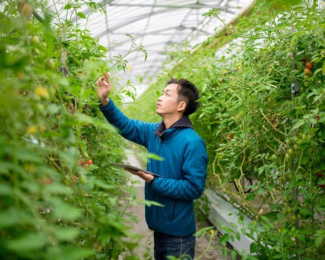 Person wearing jacket and with a tablet standing and pointing at green plants in a greenhouse.